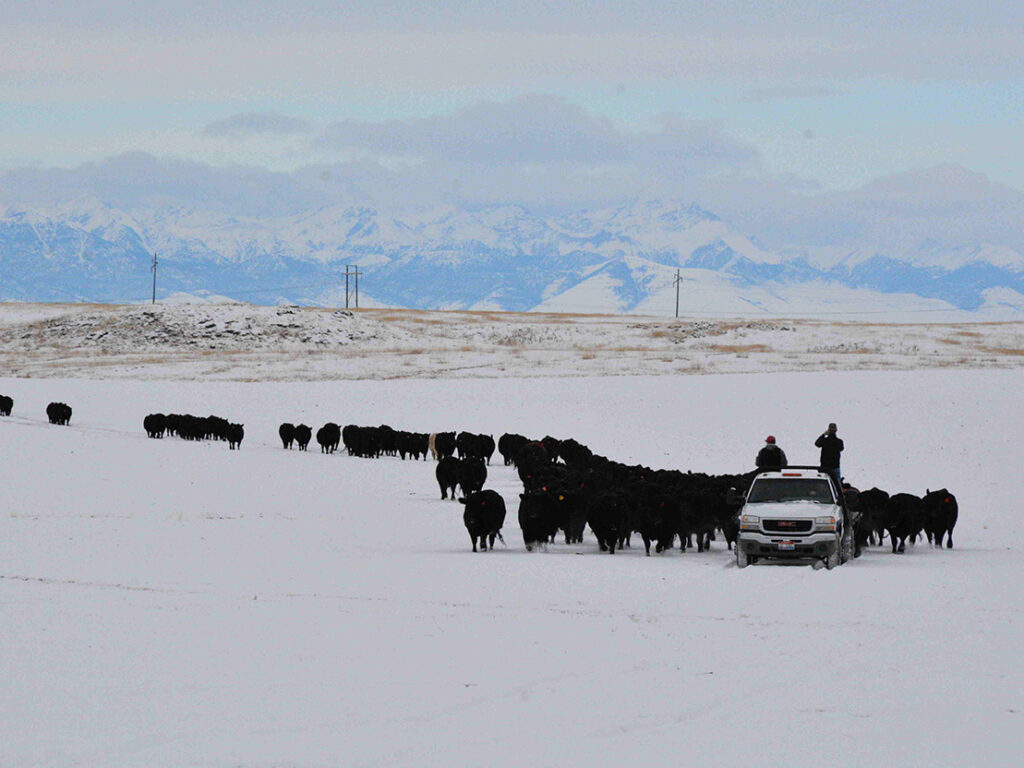 Bringing in the cows from fall Pasture (2)