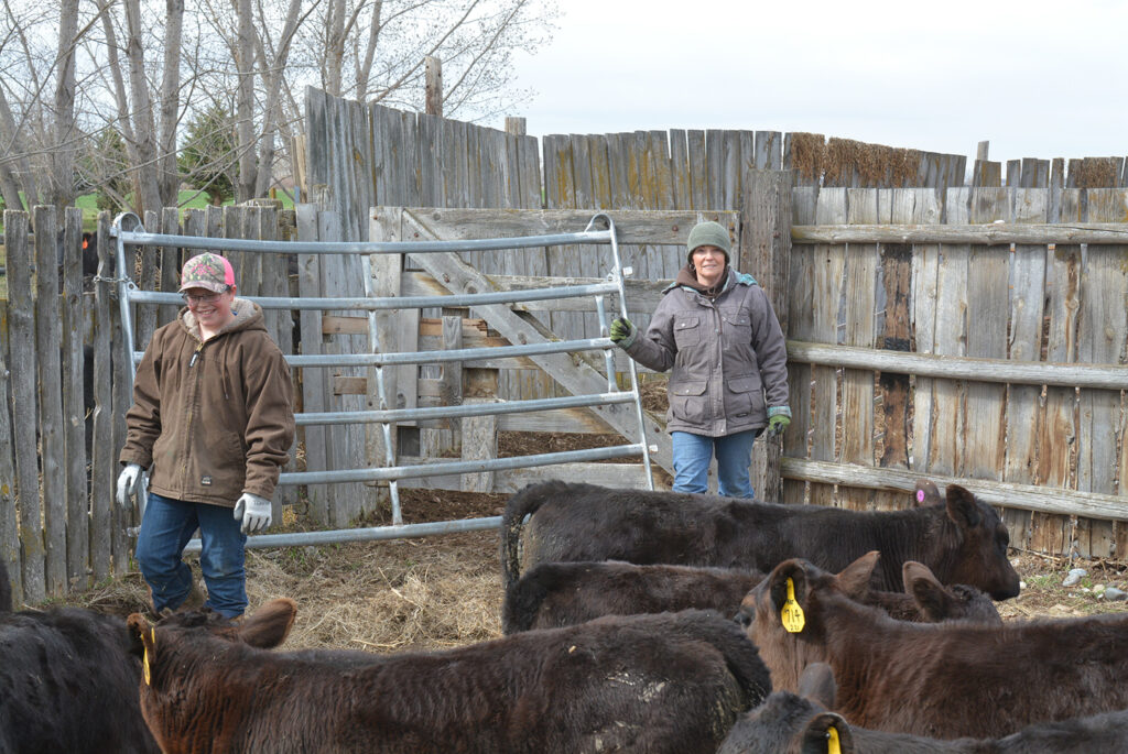 Conner and Teresa sorting calves