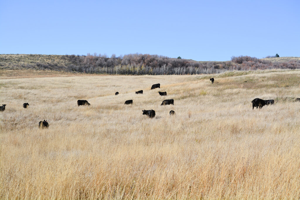 Mountain Summer Pasture