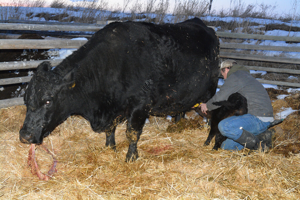 Our cows are the best mammas