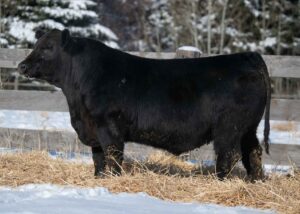 Lot 2- Son of Schiefelbein Showman
