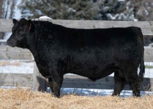 Lot 29- Son of Myers Fair-N-Square
