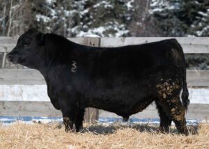 Lot 30- Son of Myers Fair-N-Square