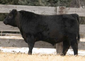 Lot 31- Son of Myers Fair-N-Square