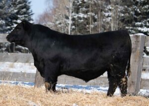 Lot 33- Son of SITZ Resilient