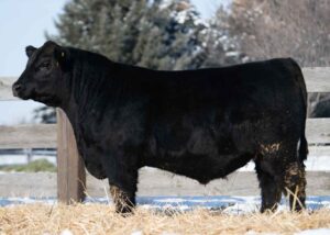 Lot 35- Son of HF Roper