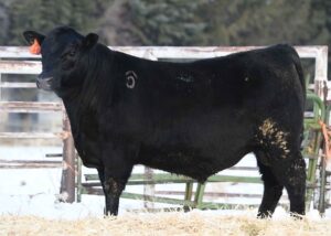 Lot 36- Son of HF Roper