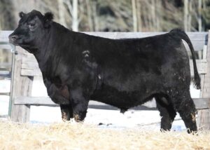 Lot 48- Son of HF Boon Dox
