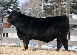 Lot 51- Son of Rimrock Lightning