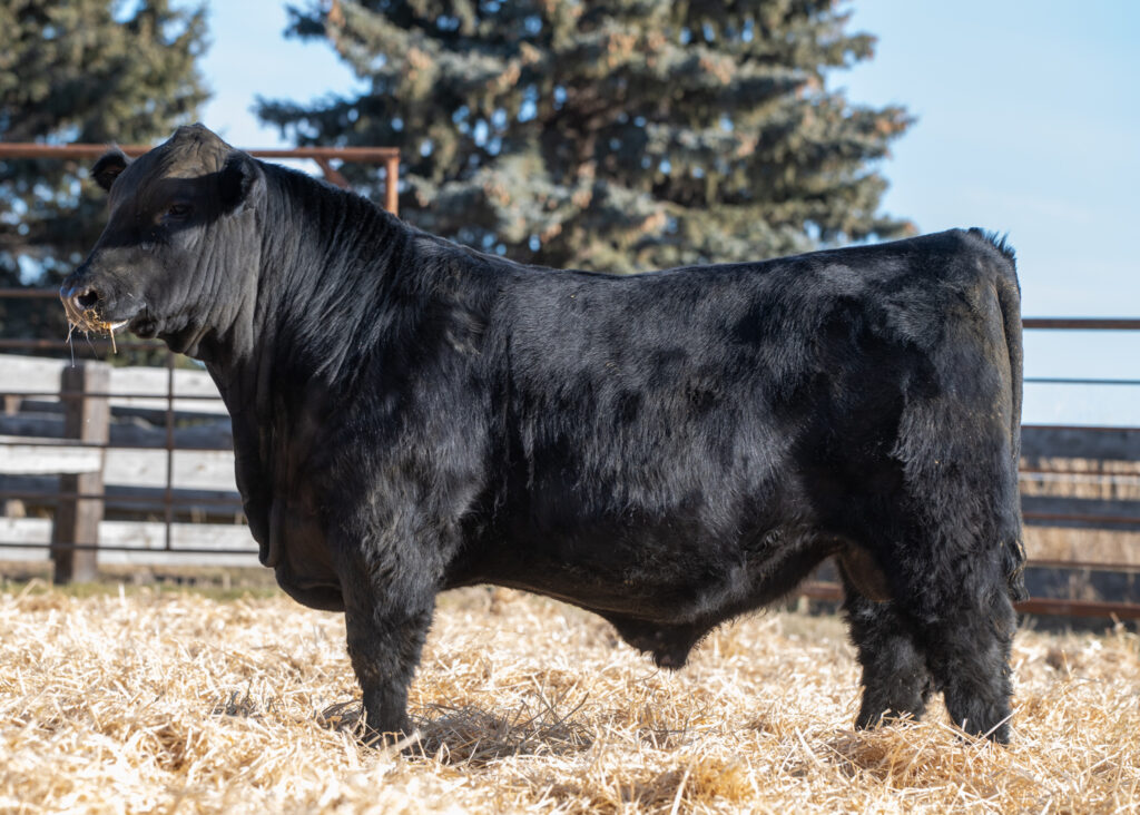 Schiefelbein Showman Grandson
