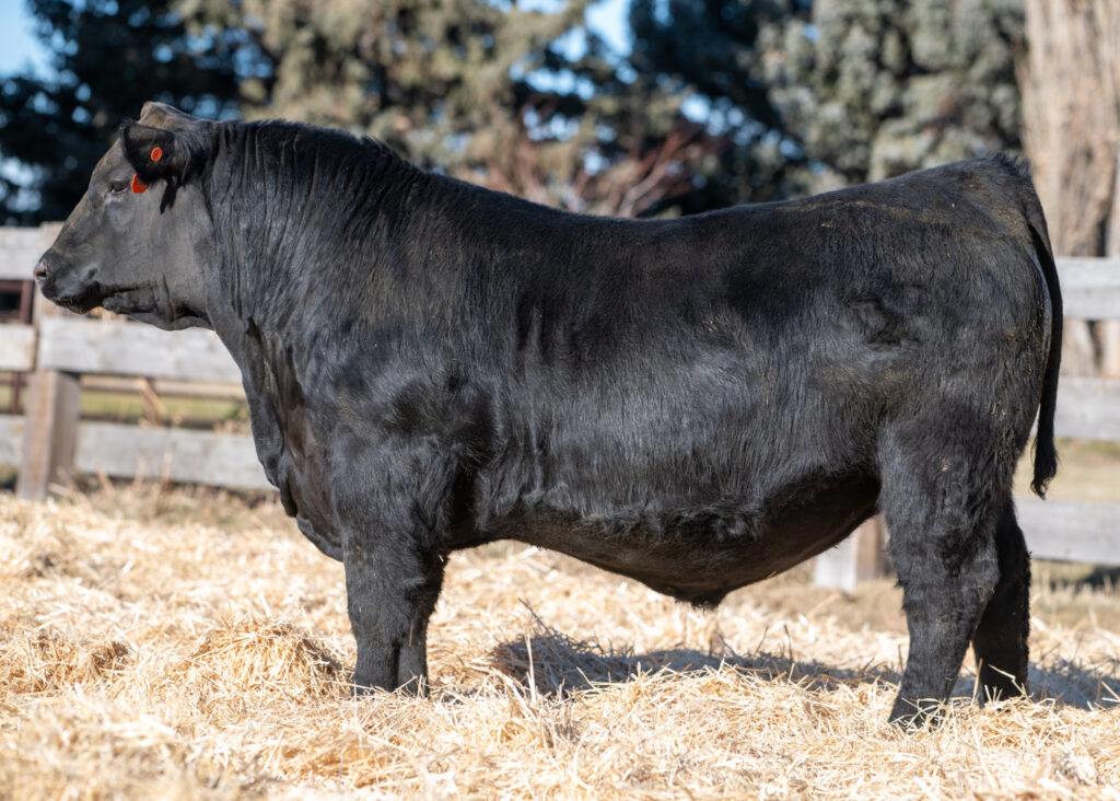 Ellingson Progressive Son