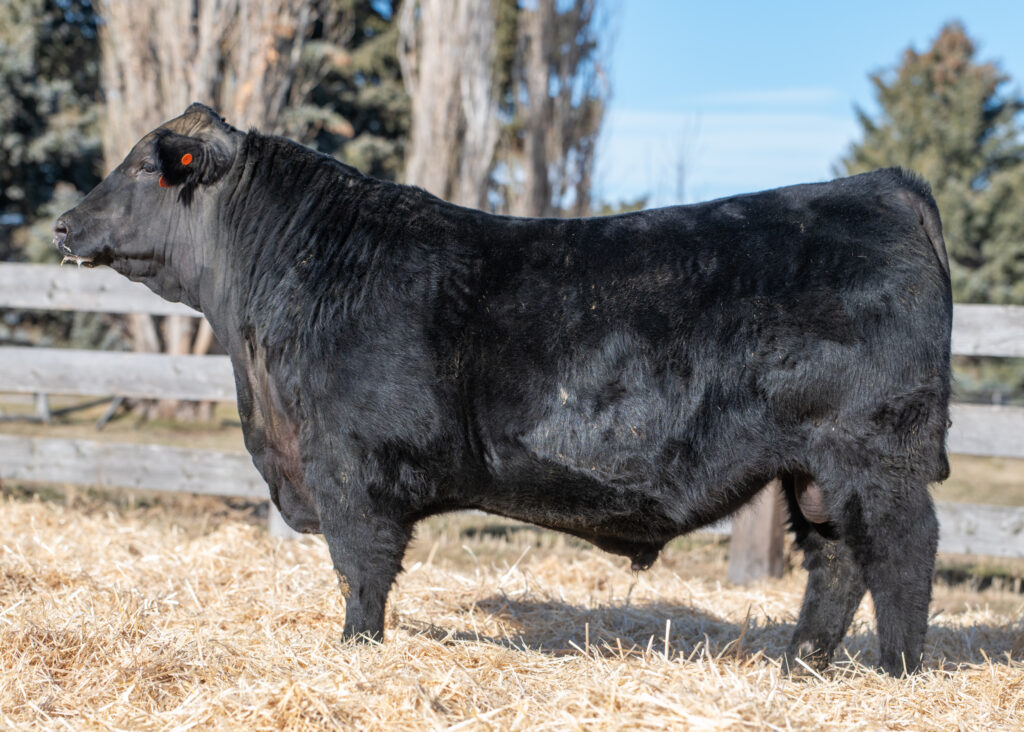 Schiefelbein Top Gun Son