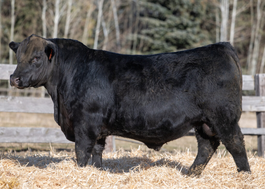 Ellingson Progressive Son