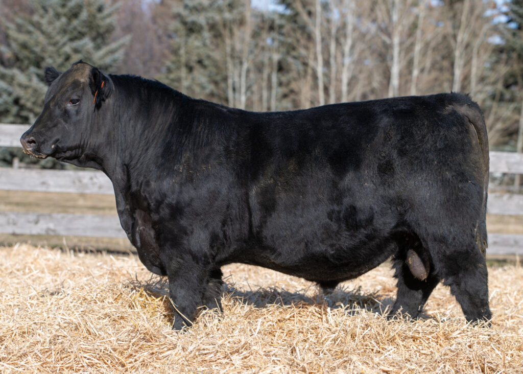 Stellpflug Hoffman RiseAbove Son