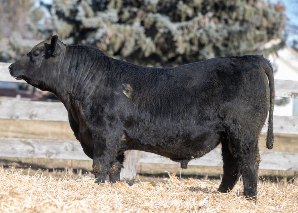 Stellpflug Hoffman RiseAbove Son